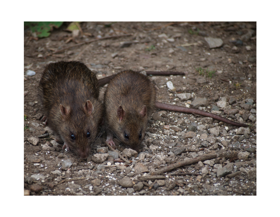 The District of Chew-lumbia: Rats Take the Nation’s Capital by Storm